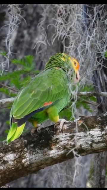 Гибридизация зеленощекого амазона Amazona viridigenalis и желтоголового амазона Amazona o. magna