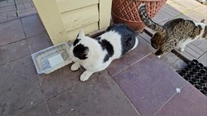 🐈Котопозитив сдружился: Енотик нежится❤️, Клёпа шустрит😎, Бычковский немногословен🤵