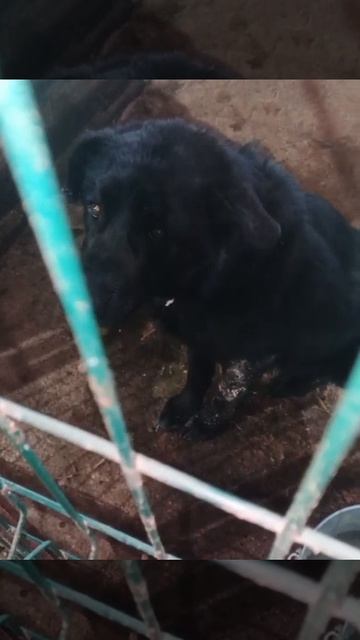 Уфа, Башкирия
Попал в отлов вот такой красотун😭
Пожалуйста, сделайте репост🙏
Другие регионы