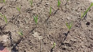 Всходы чеснока радуют, а вот озимый лук меня разочаровал