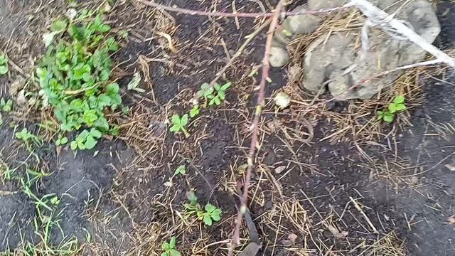 Персик весной себя чувствует хорошо