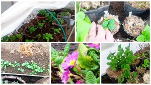 14 апреля. Начала выносить растения в теплицу. Крупнолистные гортензии и другие цветы.