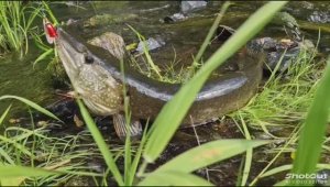 Микроречка Северного Урала.