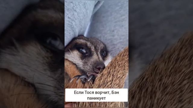 История Тоси и Бэна