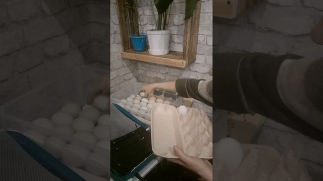 Разбираемся с инкубатором ждём цыплят