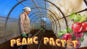 РЕДИС РАСТЕТ  ВЕСЕННЯЯ ПОДКОРМКА  СЕЕМ СИДЕРАТЫ