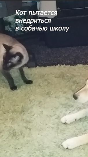 Кот пытается проникнуть в Собачью школу#Shorts#siamcat#siba Inu#