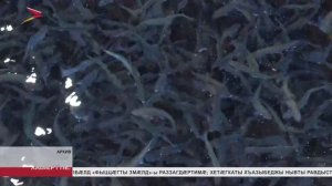 Дзӕуджыхъӕуы уыд дыккаг регионалон конференци "Цӕгат Кавказы Аквакультурӕ"