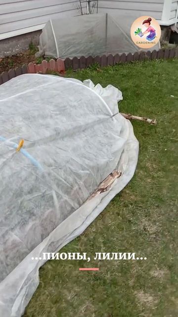 Заморозки на даче - 4 мая 2023 года Ленинградская область.