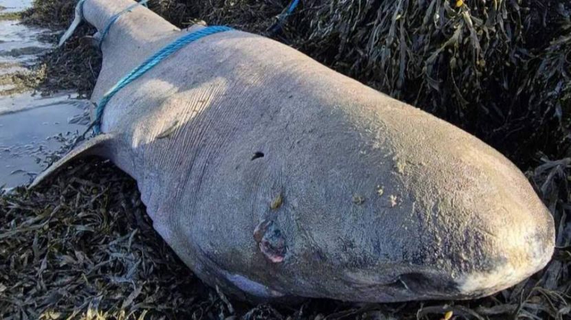 В Ирландии нашли тушу гренландской полярной акулы возрастом 150 лет