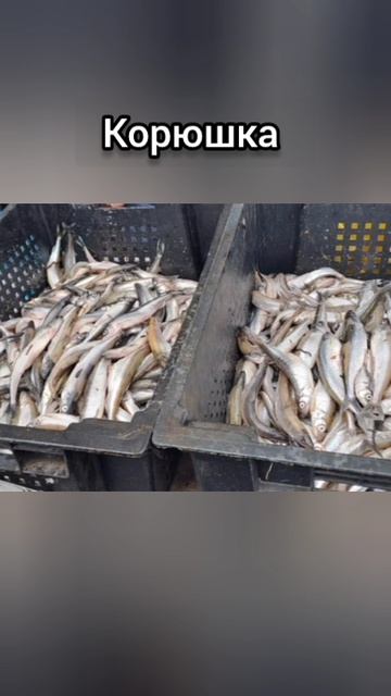Корюшка