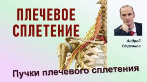 Плечевое сплетение. Формирование пучков и длинных ветвей (наглядное пособие)