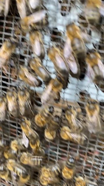 Пчелы отроились на собственной пасеки