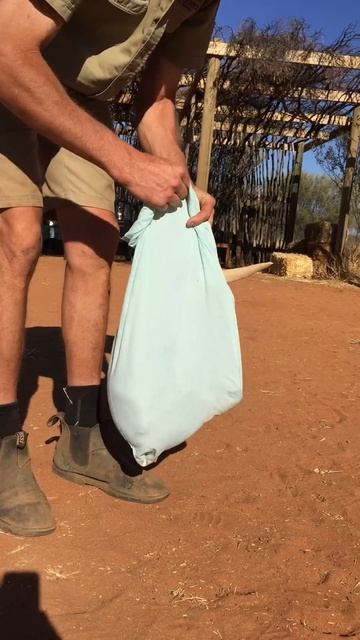 This Young Kangaroo Loves Her Pouch! ｜｜ ViralHog