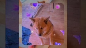 1000056199.mp4 (Собака наблюдает за устройством лестницы на 2-ой этаж в доме А-фрейм)