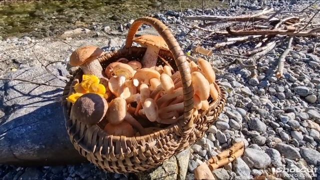 Грибочки на костерочке.