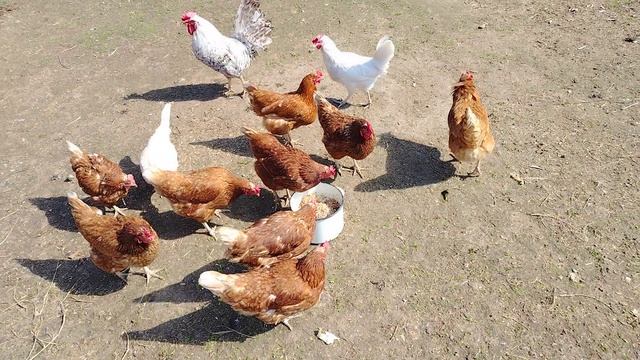 Ворон Гриша. Спецвыпуск. Я Вас не обманываю.