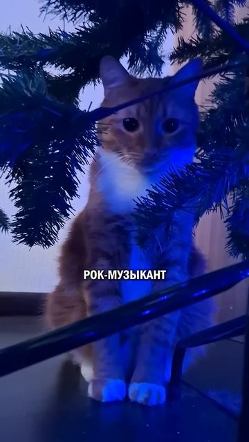 Кот тусовщик котожизнь