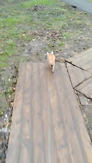 Сеня сегодня отказался гулять, неожиданно конечно