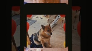 1000056200.mp4 (Собака наблюдает за устройством лестницы на 2-ой этаж в доме А-фрейм)