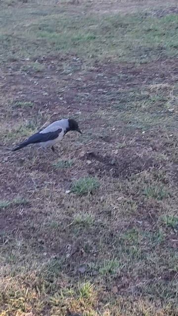 прогулка серой вороны