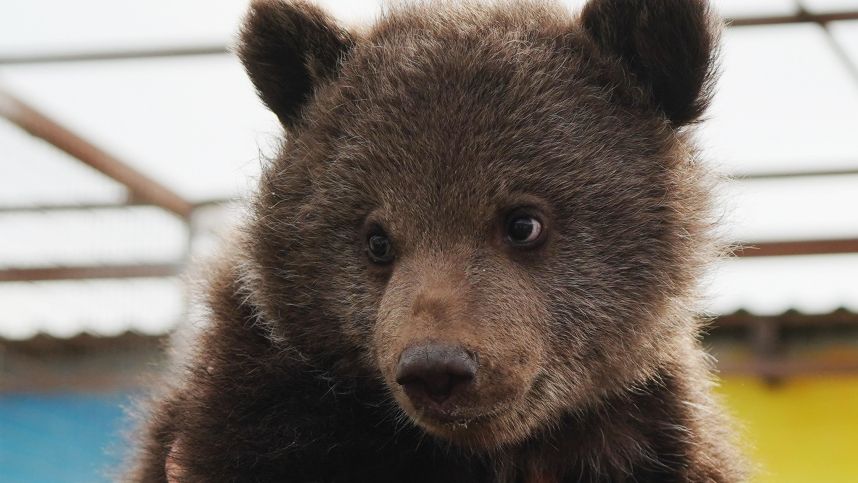 Едва не утонул: в Северной Осетии спасли медвежонка-сироту