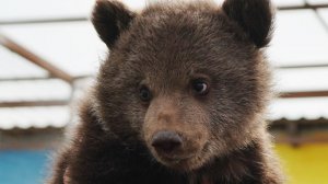 Едва не утонул: в Северной Осетии спасли медвежонка-сироту