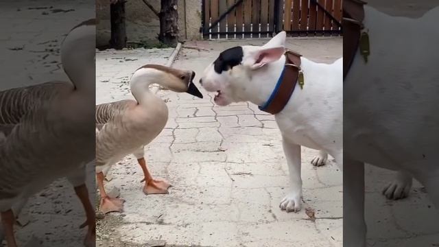 Деревенька моя.