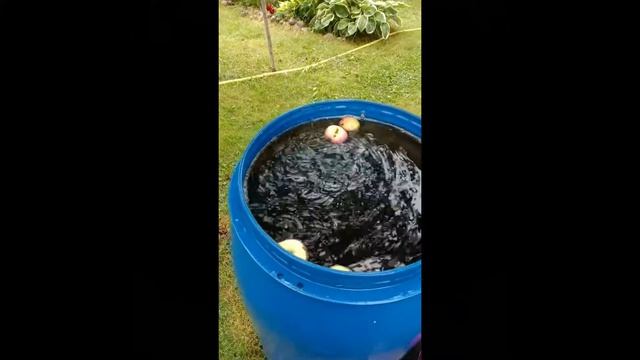 Осень в яблоневом саду - зарисовка