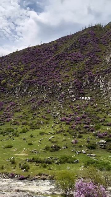 Программу путешествия на сайте altaytrophy.ru #маральник #алтай #цветениесакуры #travel