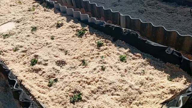 Огородный сезон потихоньку начинается.Приводим клубнику  в порядок.