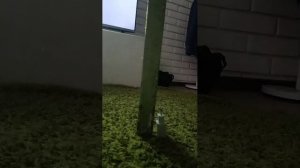 аленький цветочек