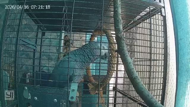 Попугай Жако попугай жако мира говорящий белгородская белгород