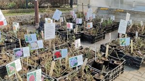 16.04.26/розовый 🌹РАЙ/ #розы