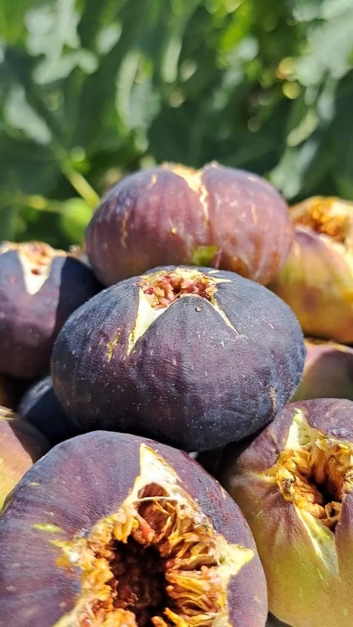 Саженцы инжира Ростов на Дону | Сладкие сады