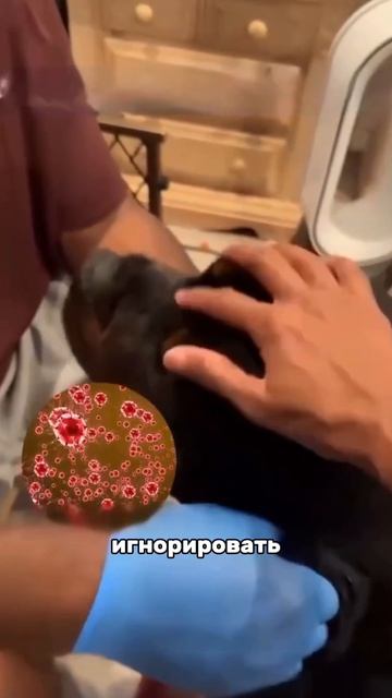 Артикул капель,которые нам посоветовал ветеринар #WW289329