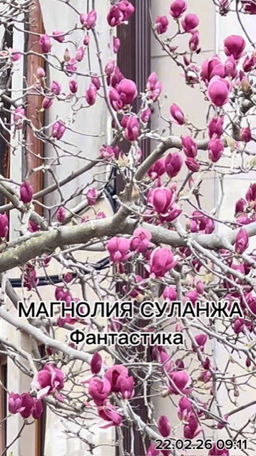 МОМЕНТЫ ФЕВРАЛЯ| МАГНОЛИЯ СУЛАНЖА