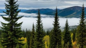 ТАЙГА. Охотничьи байки. Мистика тайги