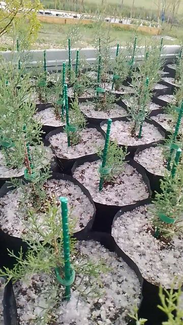 Первая декада апреля 2026