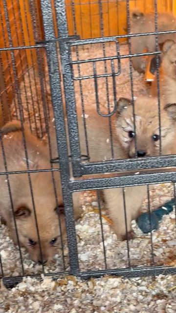 НЯНЬКА с малышами 13.10.25! NANNY with cubs dob 13.10.25!