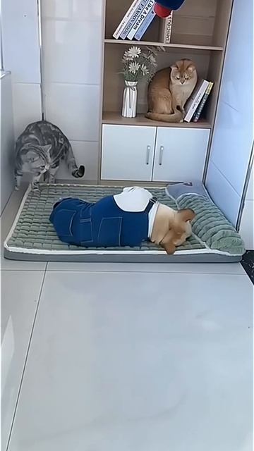 VID_20260416_132537_161.mp4