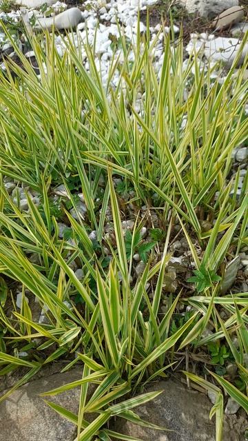 Фалярис тростниковый🙂