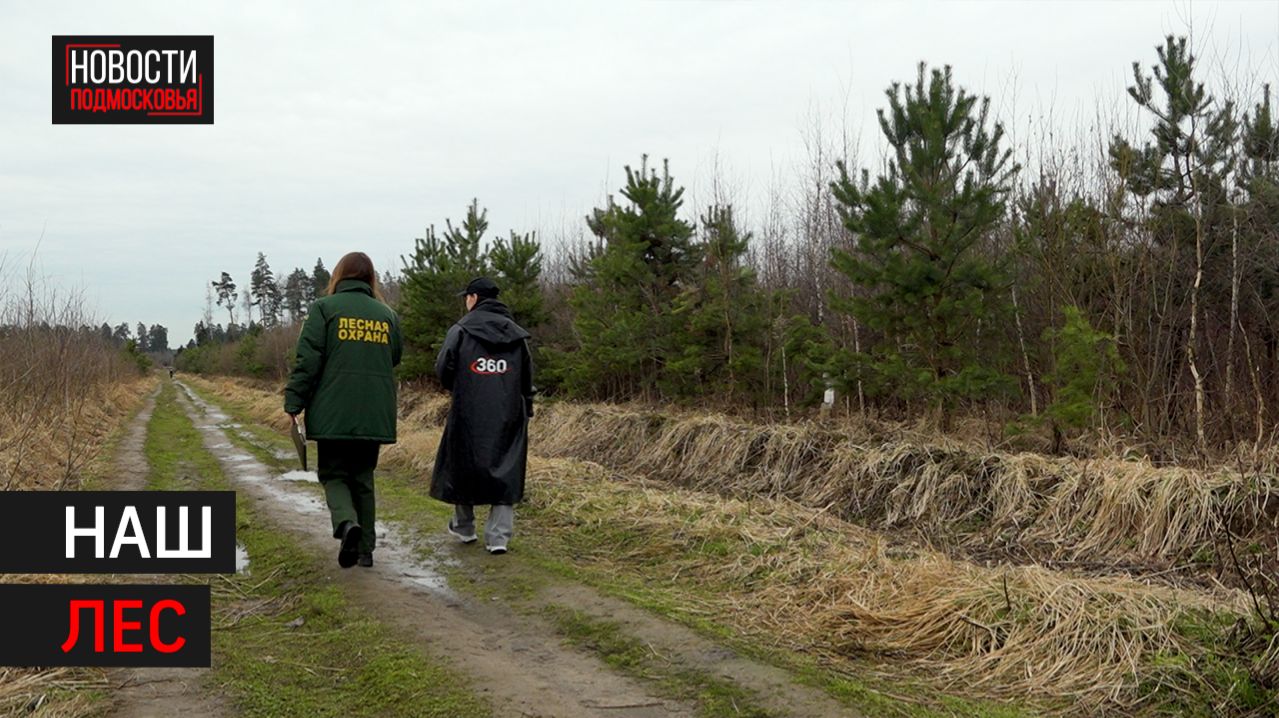 Как вырос высаженный в рамках губернаторской программы в 2014 году лес в Балашихе