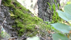 🎥БАВЛИНСКИЕ ХОЛМЫ