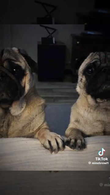 Смешное видео мопсы dog