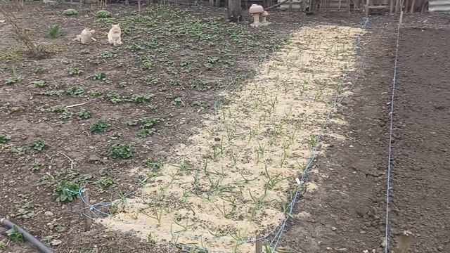 Цветочки- в подарок! Новинки для сада!