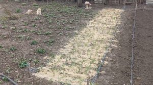 Цветочки- в подарок! Новинки для сада!