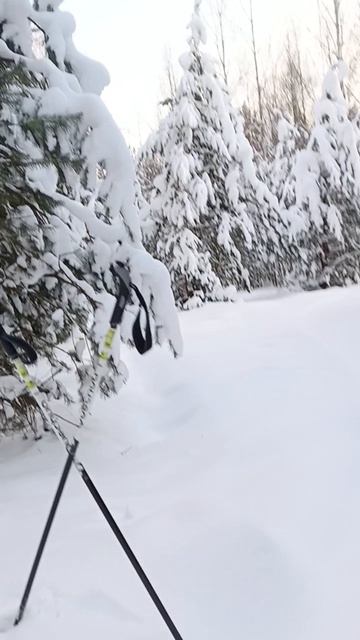 В зимним лесу.