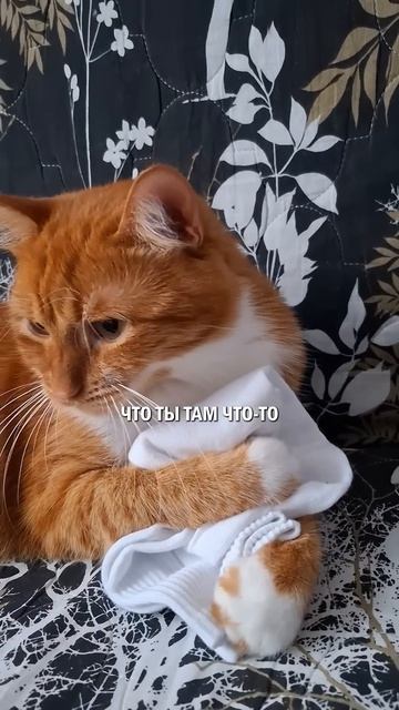 Неофициальные имена кота кошка