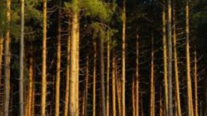 Сосновый бор